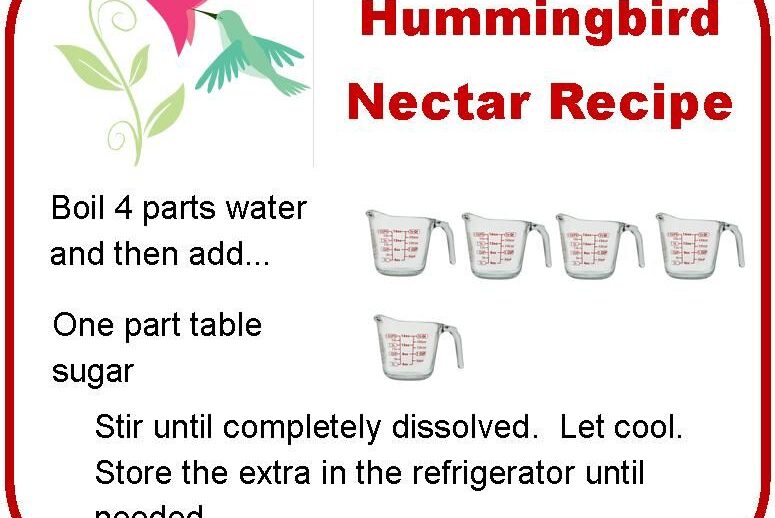 Hummingbird Nectar Recipe